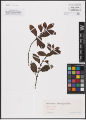 Foto von Salix aurita L.